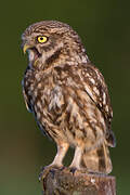 Little Owl