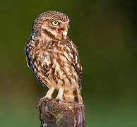 Little Owl