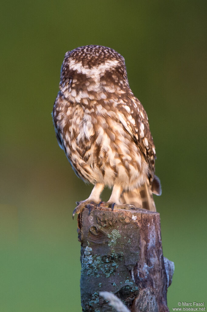 Chevêche d'Athénaadulte, portrait