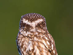 Little Owl