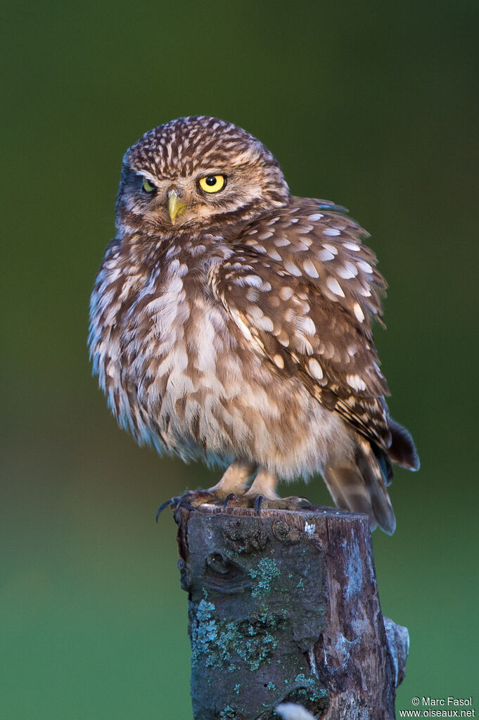 Little Owladult, close-up portrait