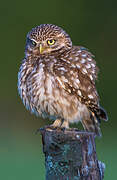 Little Owl