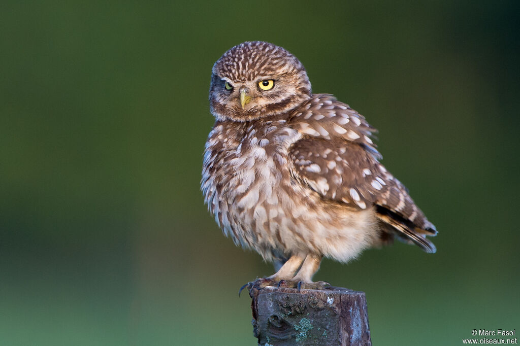 Little Owladult, close-up portrait