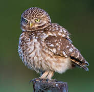 Little Owl