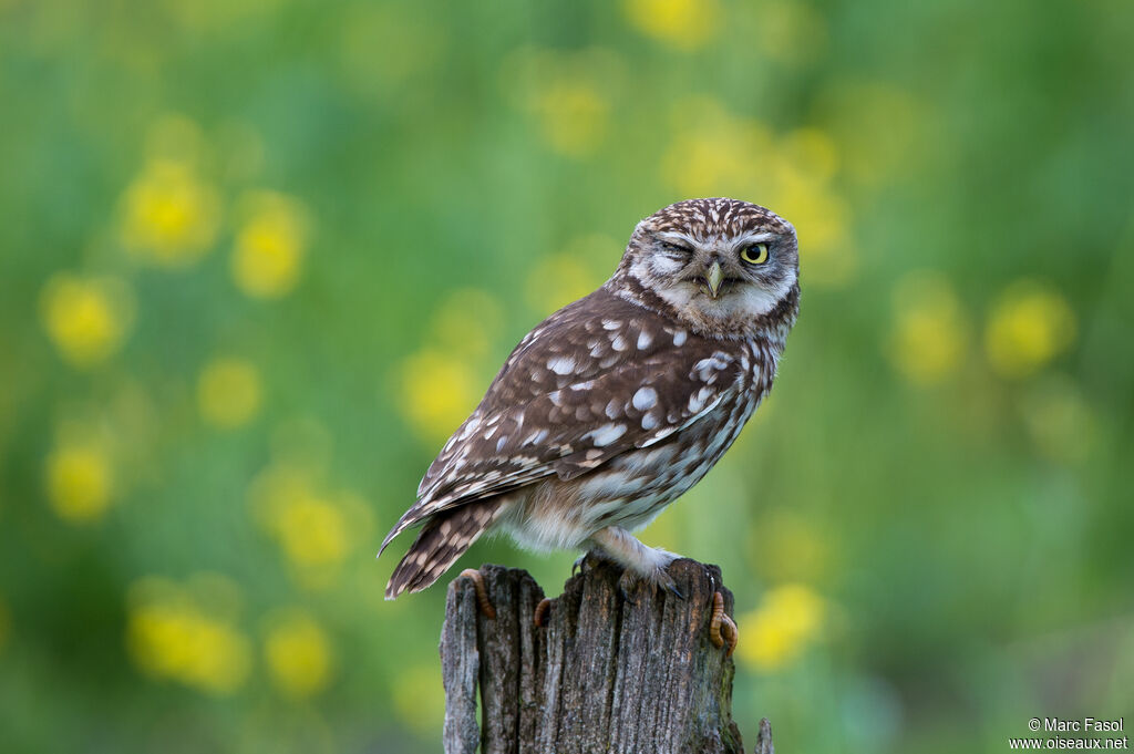 Little Owladult, identification