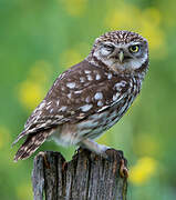 Little Owl