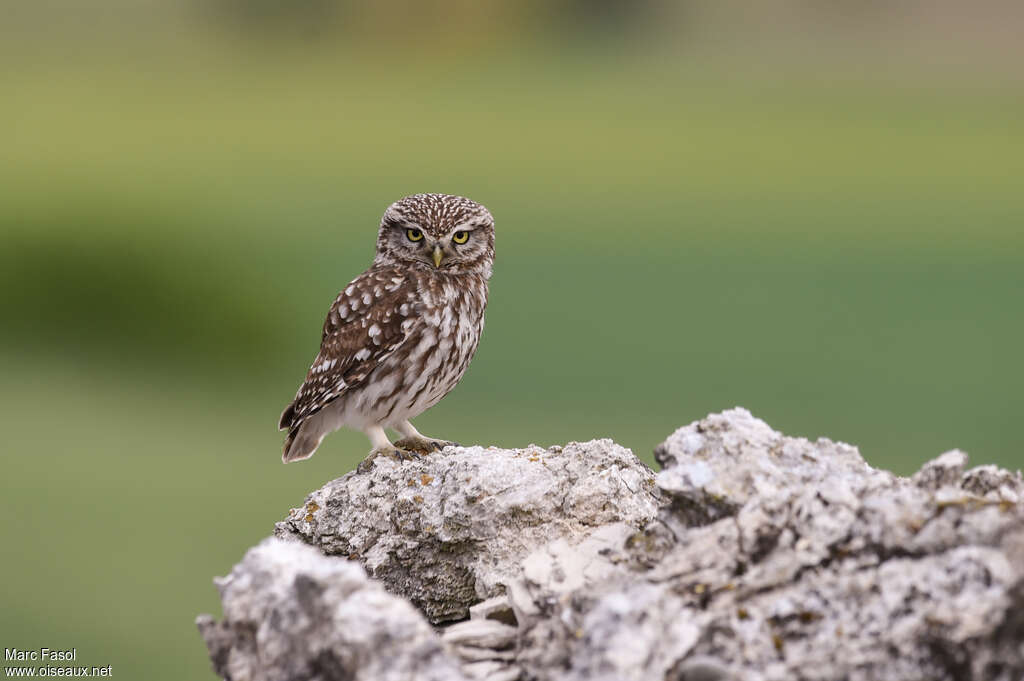 Little Owladult breeding, identification