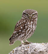 Little Owl