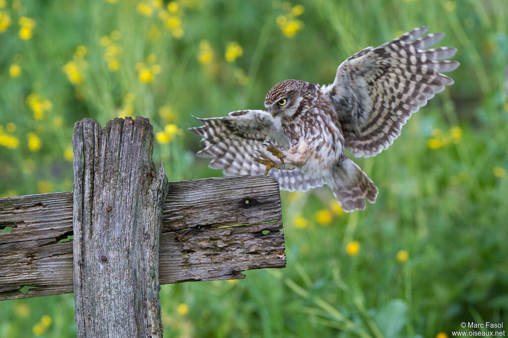 Little Owladult, Flight