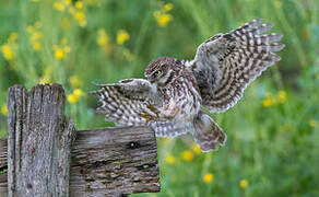 Little Owl