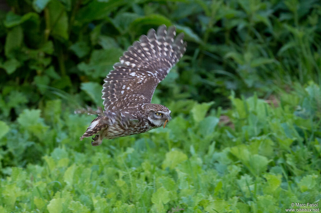 Little Owladult, Flight