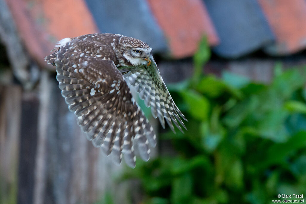 Little Owladult, Flight