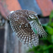 Little Owl