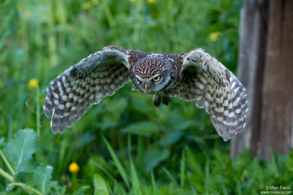 Little Owladult, Flight