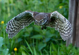 Little Owl