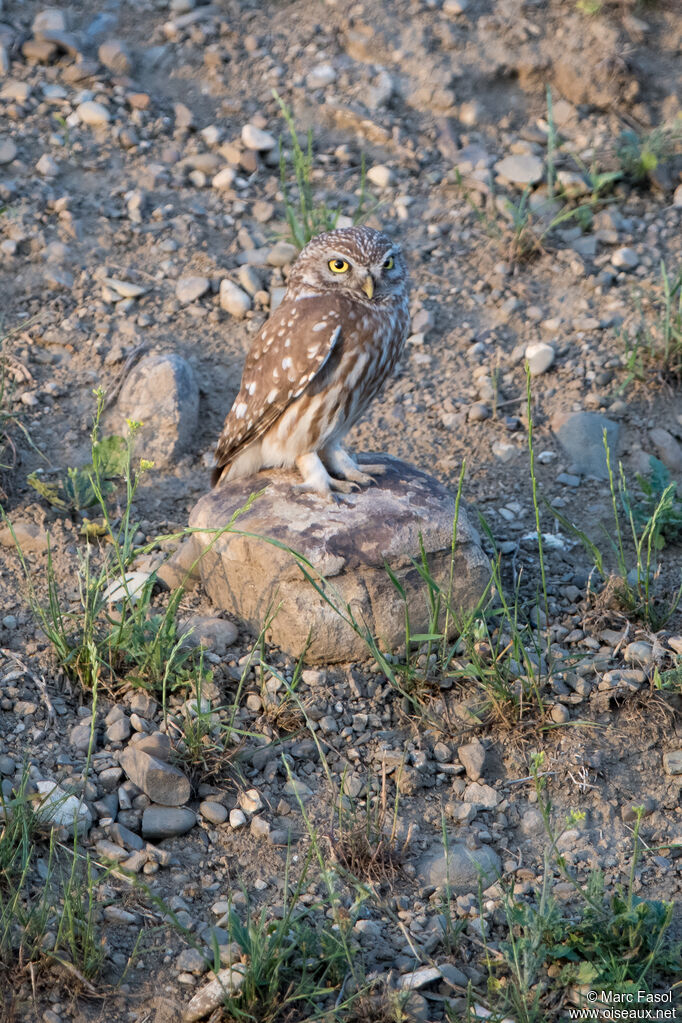 Chevêche d'Athénaadulte, identification, Nidification