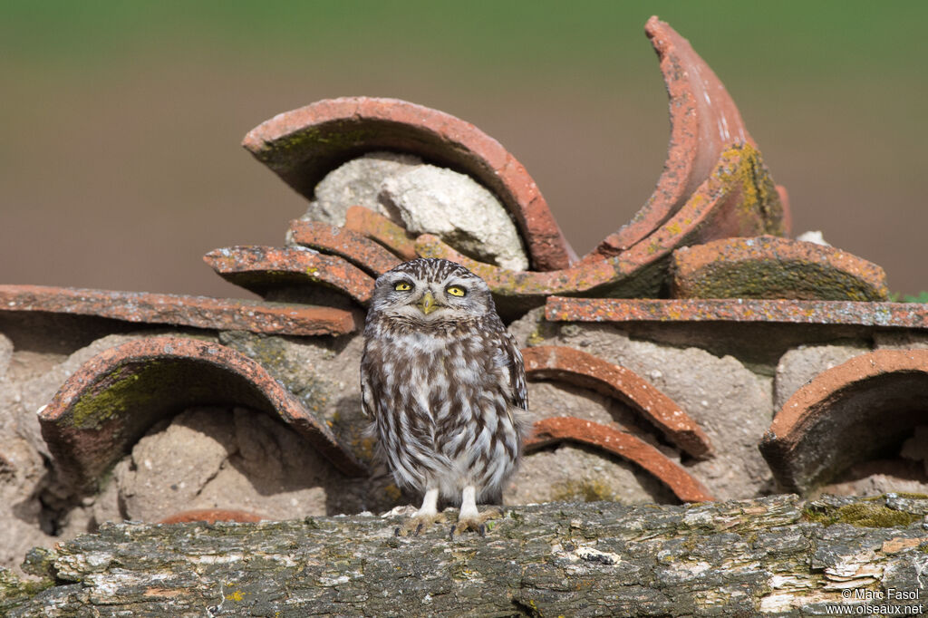 Little Owladult breeding, identification