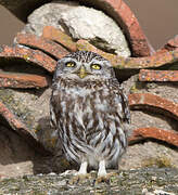 Little Owl