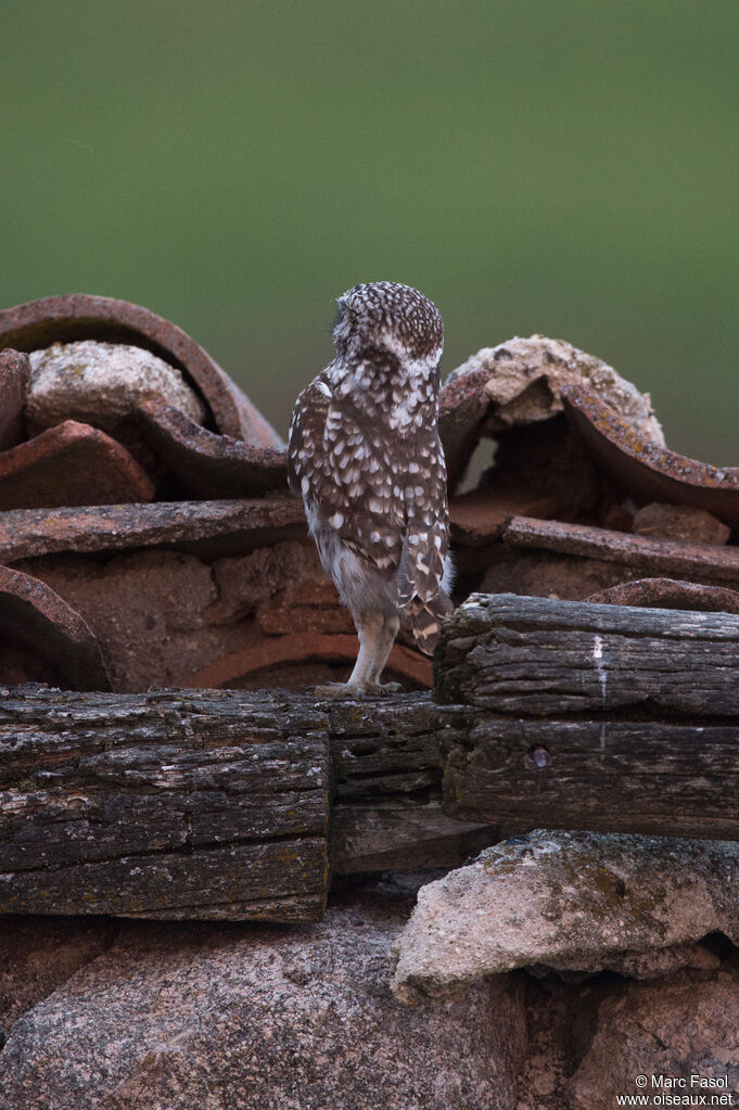 Little Owladult, habitat