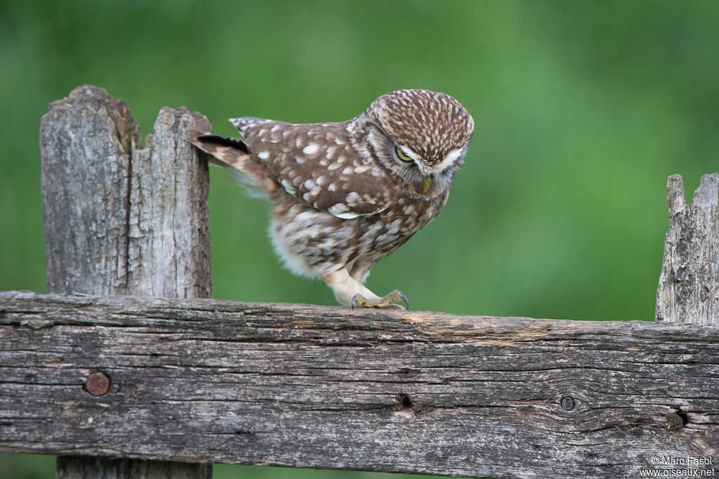 Little Owladult, identification, fishing/hunting