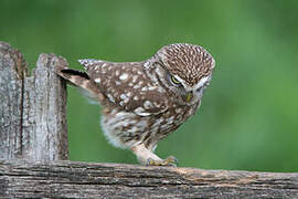 Little Owl