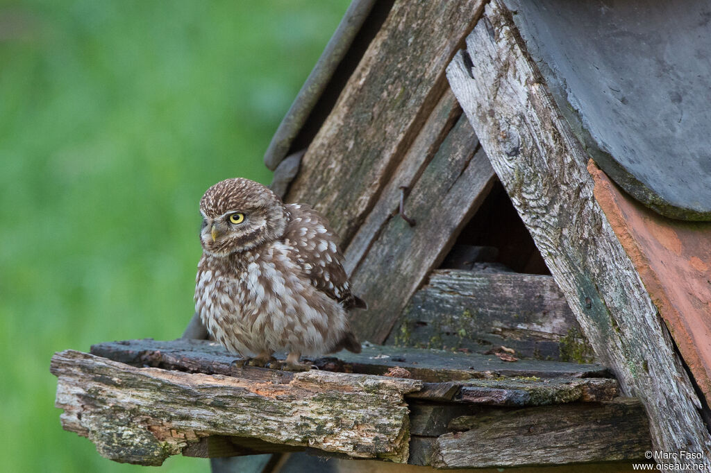 Little Owladult, identification