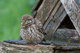 Little Owl