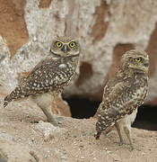 Burrowing Owl