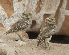 Burrowing Owl