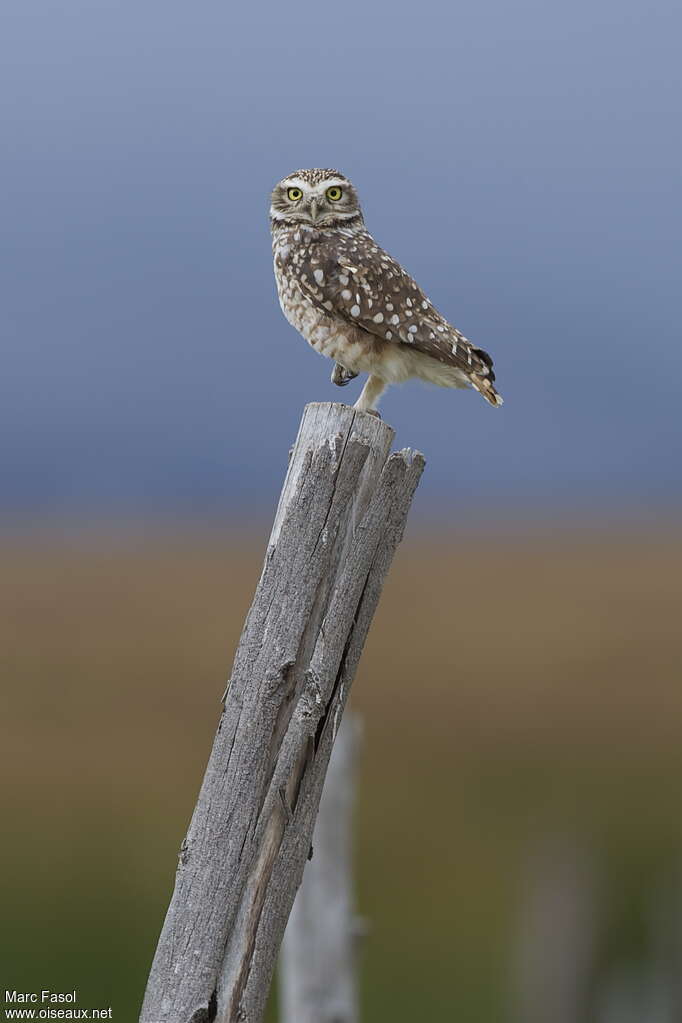 Burrowing Owladult, identification