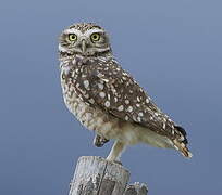 Burrowing Owl