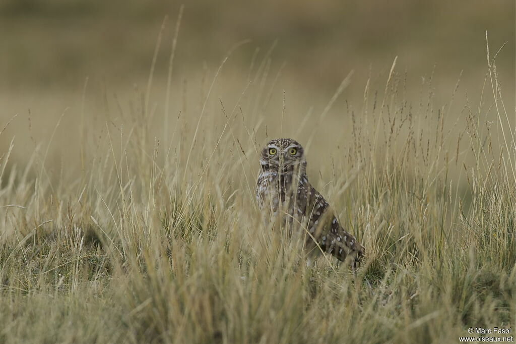 Burrowing Owladult, identification