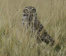 Burrowing Owl