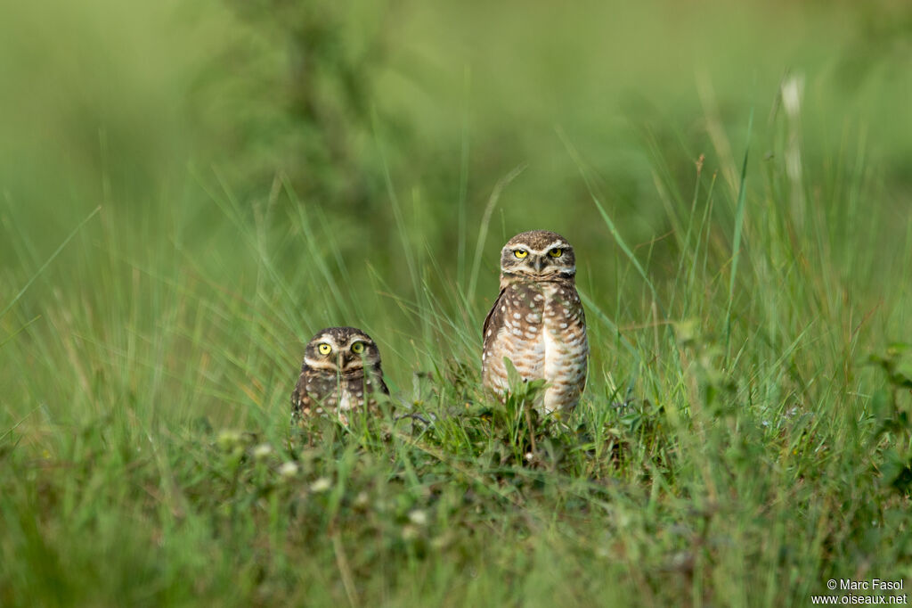 Burrowing Owladult breeding, Reproduction-nesting