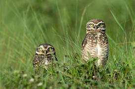 Burrowing Owl