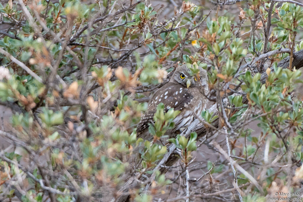 Chevêchette australeadulte, identification