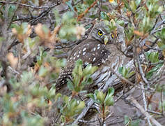 Austral Pygmy Owl