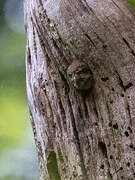 Eurasian Pygmy Owl