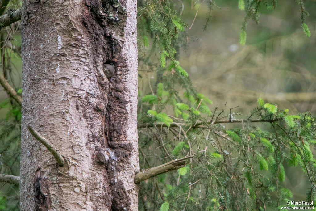 Eurasian Pygmy OwlPoussin, Reproduction-nesting