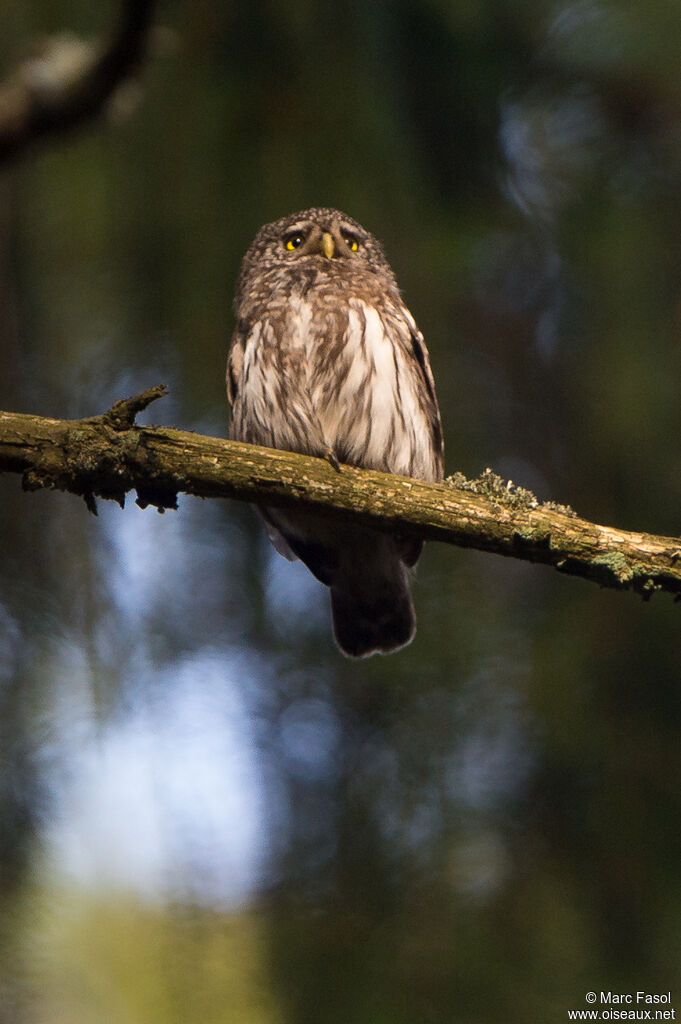 Chevêchette d'Europe
