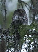 Eurasian Pygmy Owl