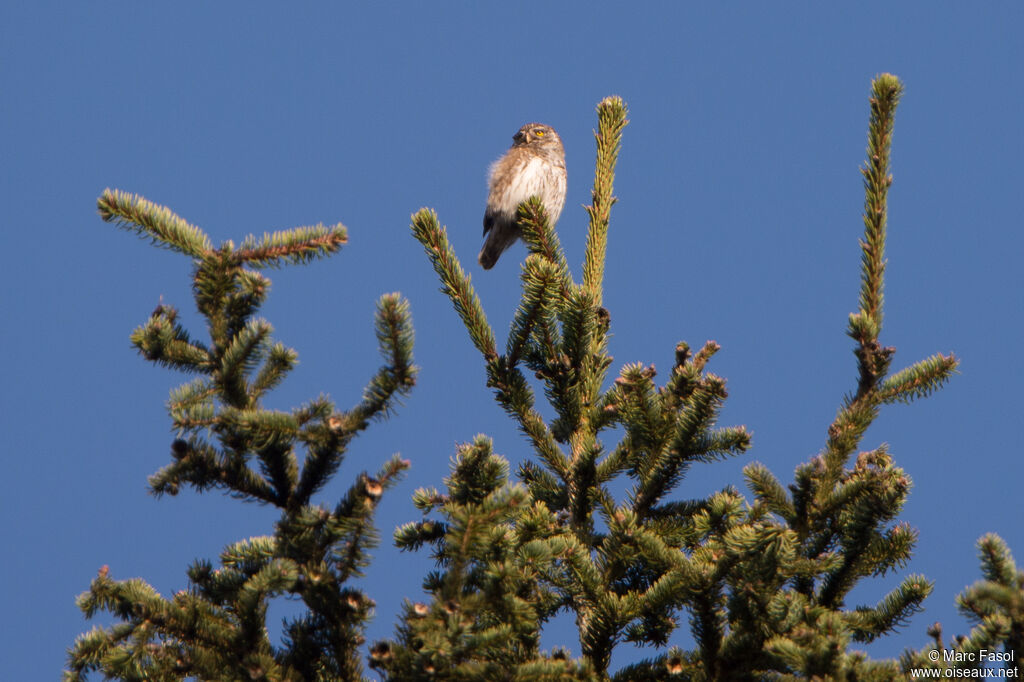 Eurasian Pygmy Owl male adult, identification, song