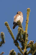 Eurasian Pygmy Owl