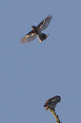 Eurasian Pygmy Owl