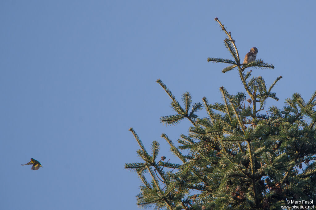 Eurasian Pygmy Owl male adult, song