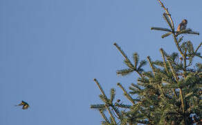 Eurasian Pygmy Owl