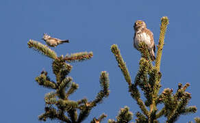 Eurasian Pygmy Owl