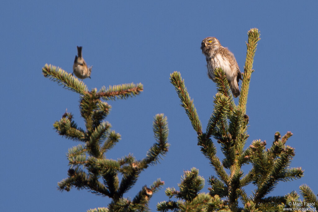 Eurasian Pygmy Owl male adult, identification, song