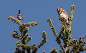 Eurasian Pygmy Owl