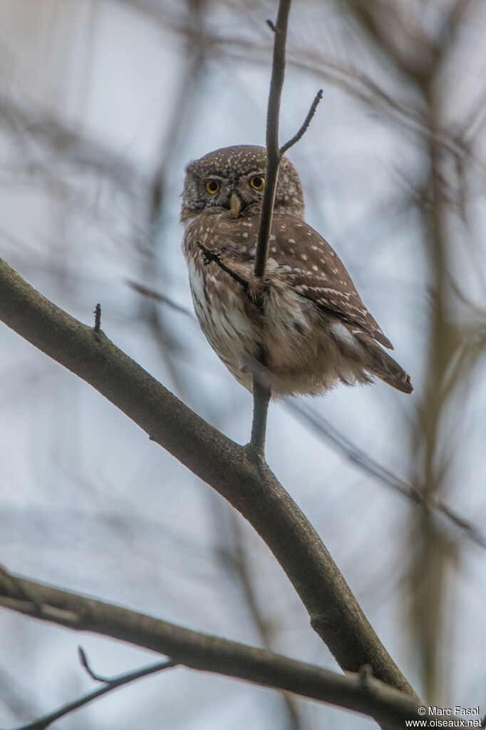 Eurasian Pygmy Owladult, identification